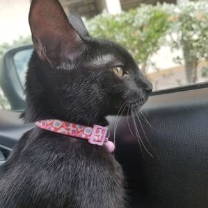 Meet your Posher, Luisa